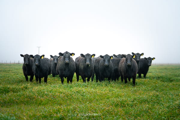 Lote VAQUILLONAS ANGUS NEGRAS  PC C/GTÍA DE PREÑEZ
