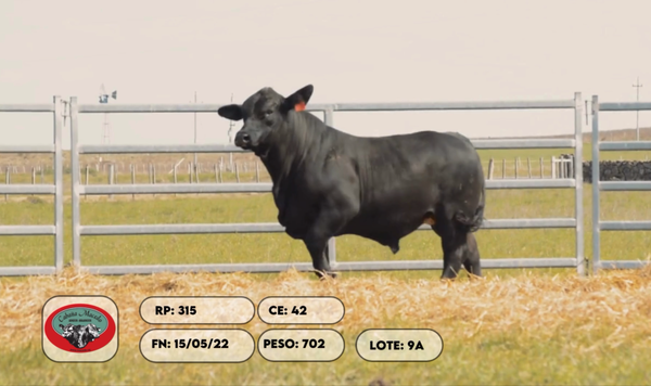 Lote 2 Toros, Artigas