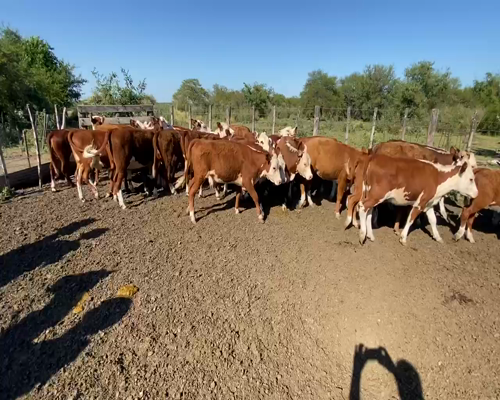 Lote 28 Terneras en Maciá, Entre Ríos
