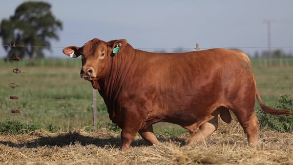 Lote Toros Brangus - Cabaña El Sapucay