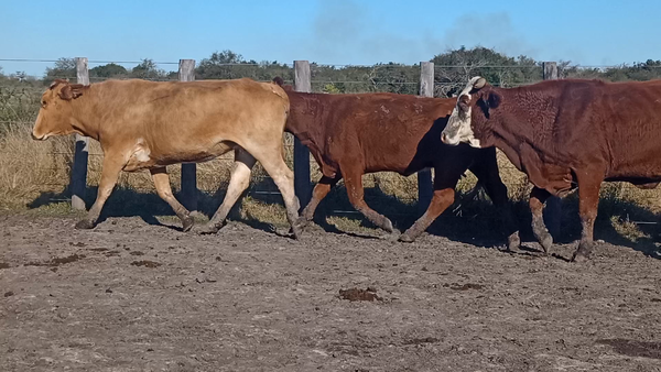 Lote 46 Vacas de invernar en Corrientes, Curuzu Cuatia