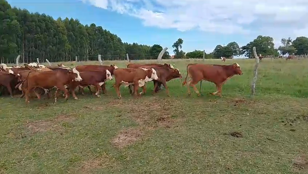 Lote 65 Terneros