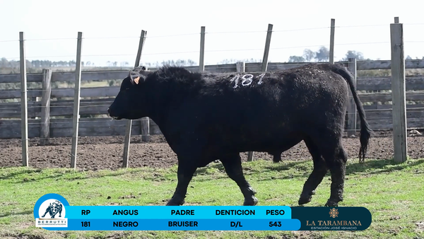 Lote Toro