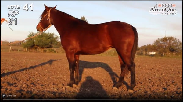Lote 1 Yeguas Montada - Santa Anita, Entre Rios