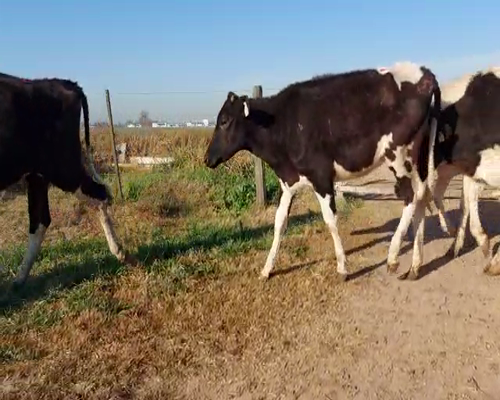 Lote VQ PARA ENTORAR 4 CORTESE AGROP