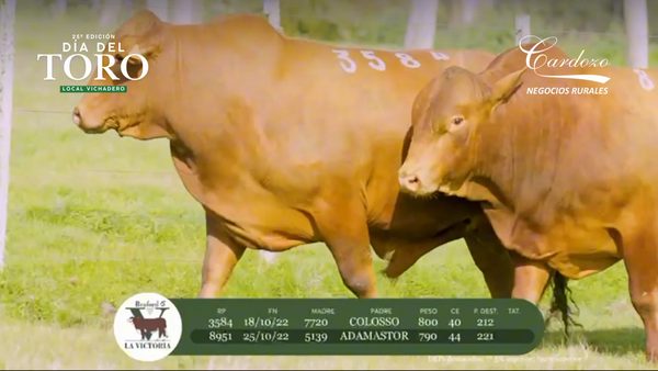 Lote Cabaña la victoria - Braford