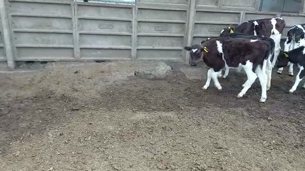 Lote 14 Terneros Holando Argentino en Brinkmann, Córdoba