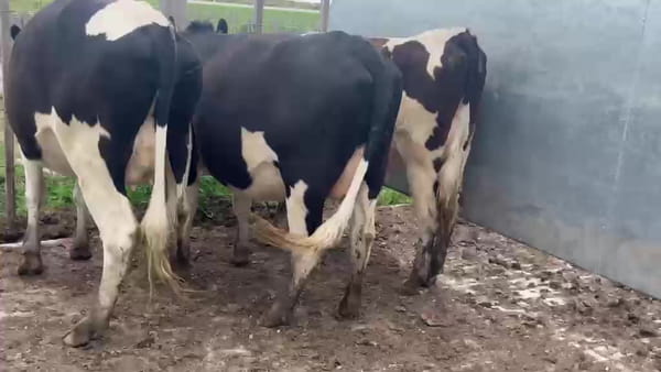 Lote 3 Vaquillonas  500kg - , San José