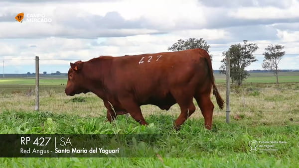 Lote RP 427
