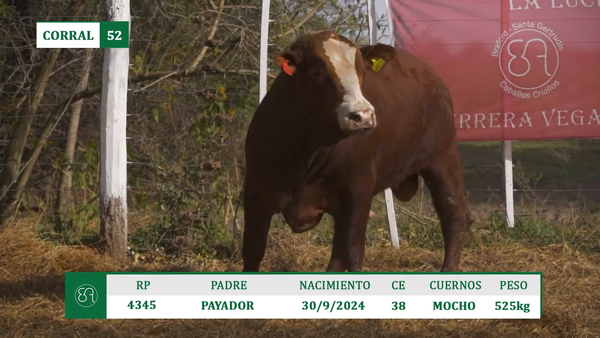 Lote TOROS BRAFORD A VENTA EN HERSILIA 2026
