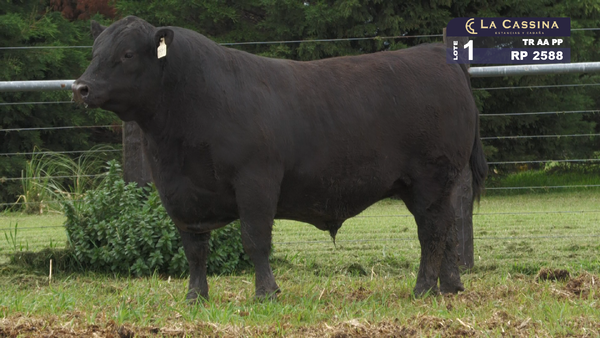 Lote TORO ABERDEEN ANGUS PURO PEDIGREE
