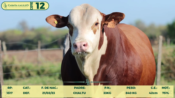 Lote LOTE 12