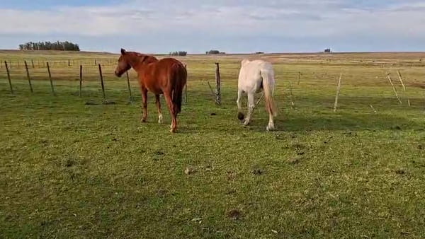 Lote YEGUAS