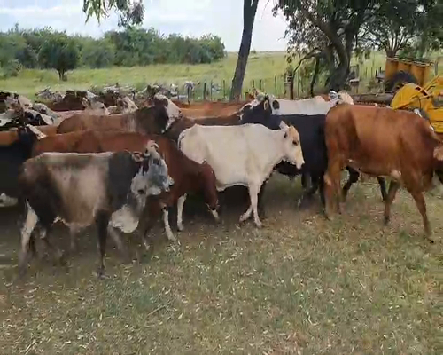 Lote 41 Vacas en Berón de Astrada, Corrientes