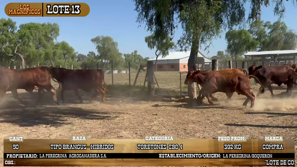 Lote LOTE 13