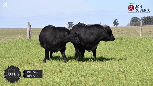 Lote Don Roberto -  Angus  2  años  (octubre 2024)