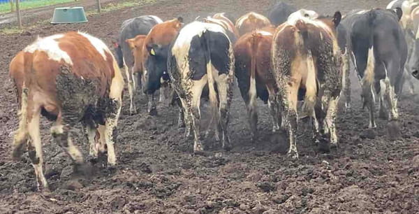 Lote 45 Novillo Gordo en Río Bueno, XIV Región Los Ríos