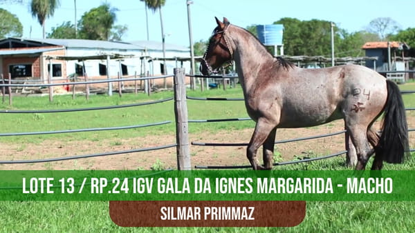 Lote IGV GALA DA IGNES MARGARIDA
