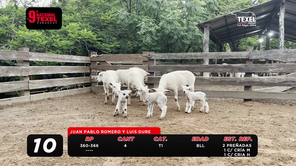 Lote LOTE 10- POR PANTALLA