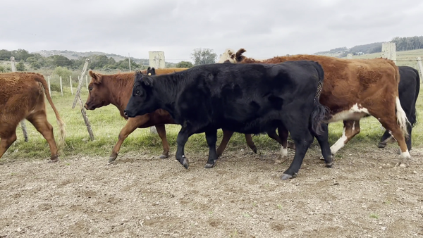 Lote VAQUILLONAS PREÑADAS