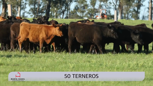 Lote 50 Terneros, Artigas