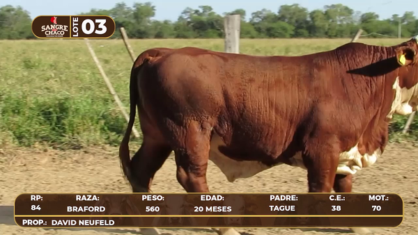 Lote Lote 3