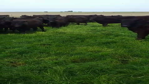 Lote 100 Terneras en La Pampa, Jacinto Arauz