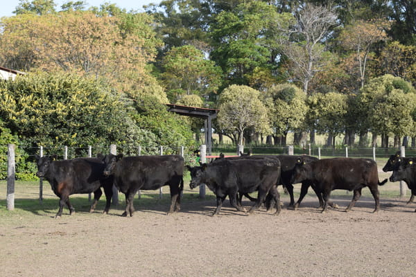 Lote CABAÑA “COEMBOTÁ” de Calderón Vientres Generales Negras Preñadas