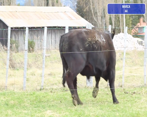 Lote 1 Toro en Coyhaique, XI Región Aysén