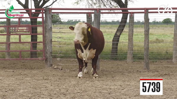 Lote Hereford