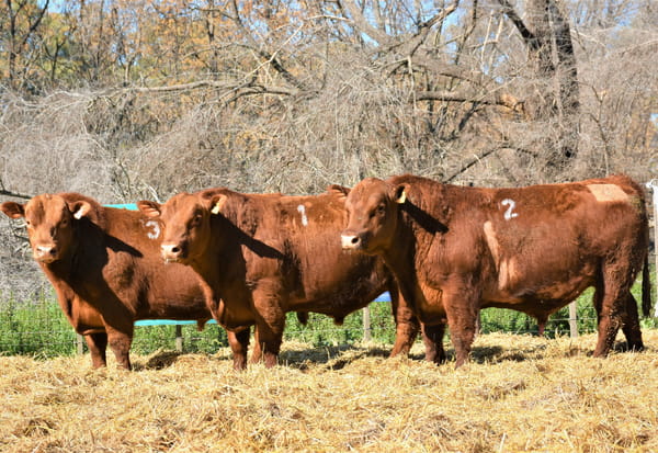 Lote "Cabaña ""La Marianita"" Toros Angus PC"