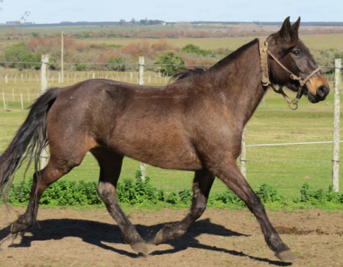 Lote BOMBA LA FLECHILLA