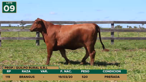 Lote HEMBRAS LOTE 9