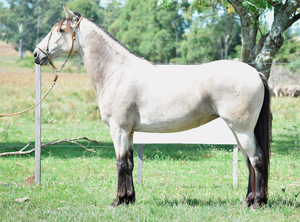 Lote ETNA SAN TELMO
