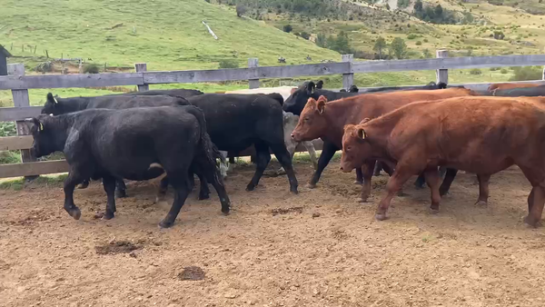 Lote 15 Novillo Engorda en Chile Chico, XI Región Aysén