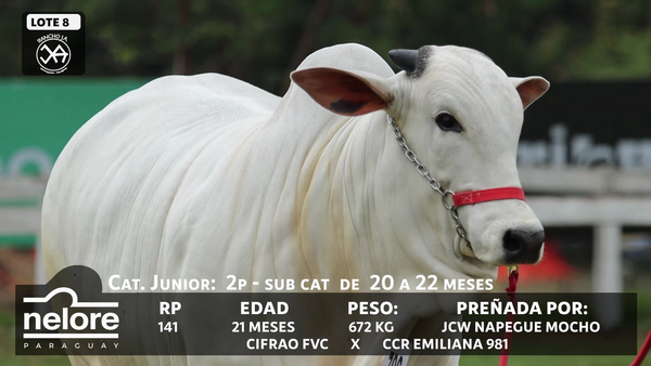 Lote LOTE 8 - BOZAL