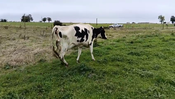 Lote 2 Piezas de cría 520kg - , San José