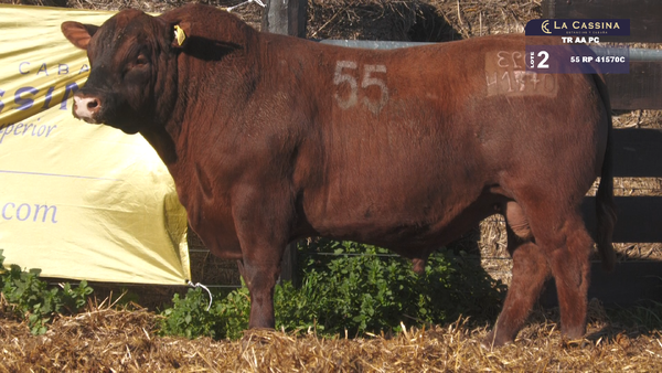 55 41570C — TOROS ANGUS PURO CONTROLADO