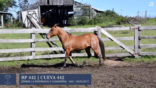 Lote Yegua de andar