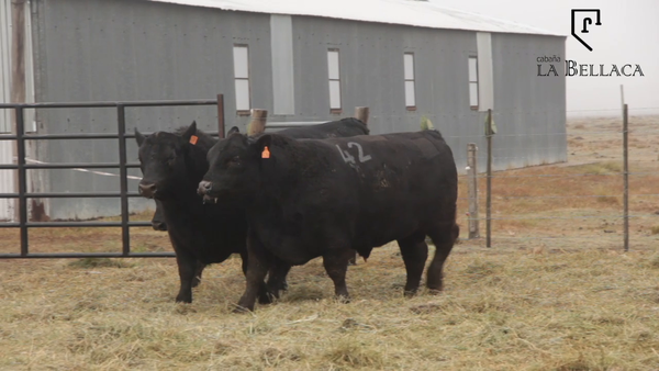 Lote TOROS PUROS CONTROLADOS
