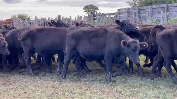 Lote 60 Novillitos en Dolores, Buenos Aires