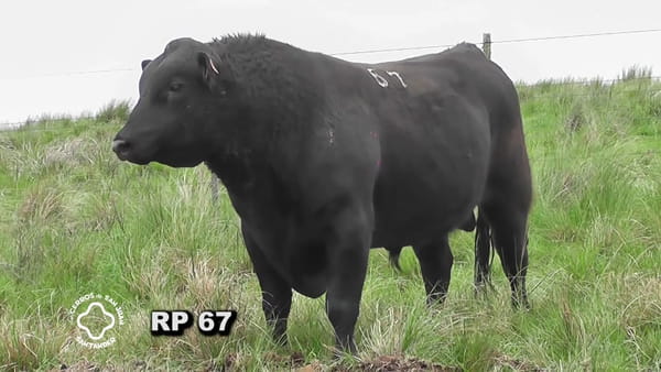 Lote Toro 3 años | S.A.
