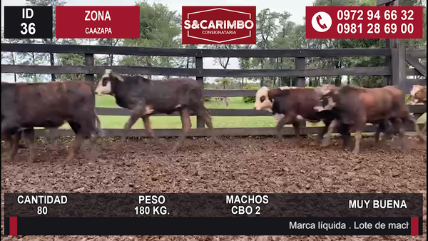 Lote TERNEROS CBO 2