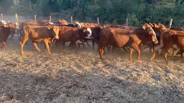 Lote 100 Terneras en Juan José Castelli, Chaco