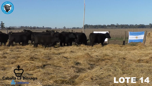 Lote 15 VAQUILLONAS ANGUS MAS