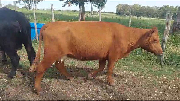 Lote (Vendido)17 Vacas de Invernada Angus y Hereford en Ruta 23 Km 107