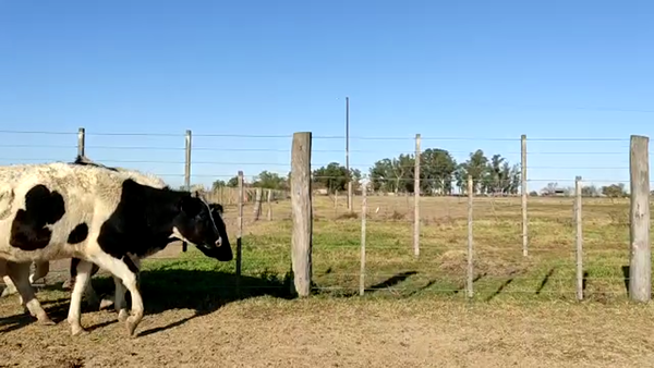 Lote Toledo Maria - Vaq. para entorar