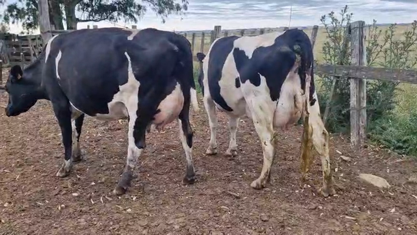 Lote 4 Piezas de cría 480kg - , San José