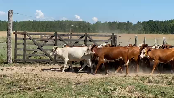 Lote 95 Vaquillonas en Ituzaingó, Corrientes