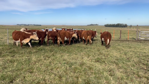 Lote 16 Vacas preñadas
